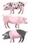 Stylized Domestic Pigs