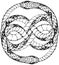 Stylized double knot antient Ouroboros