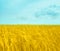 Stylized flag of Ukraine, with wheat field and sky