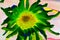 A stylized green sunflower on a pale pink background. Abstraction