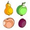 Stylized hand drawn fruits. Peach, apple, pear and plum isolated vector fruits illustration.