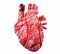 stylized human heart