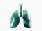 Stylized human low poly lungs