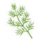 Stylized illustration of dill. Image for design or decoration.