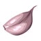Stylized illustration of garlic. Image for design or decoration.