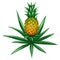 Stylized illustration of pineapple. Image for design or decoration.