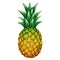 Stylized illustration of pineapple. Image for design or decoration.