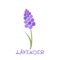 Stylized lavender icon