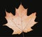 Stylized maple leaf on a black background