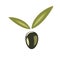 Stylized olive symbol isolated illustration