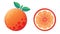 Stylized Orange fruit Illustration set. Trendy citrus. Orange slice.