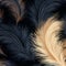 Stylized Ostrich Feathers Pattern On Silky Black Background
