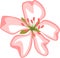 Stylized pink flower with five petals