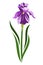 Stylized Purple Bearded Iris Flower