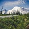 Stylized Roadside View of Natural Wildflowers with Mt Rainier Background