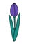 Stylized tulip flower in trendy violet and green. Design element for springtime greetings or cards