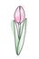 Stylized tulip in watercolor manner in trendy soft shades. Design element for springtime greetings