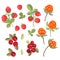 Stylized vector forest berries - cloudberries, strawberries, lingonberries