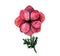 Stylized watercolor sketch illustration of red anemone flower. delicate hand drawn coral flower for your design. Can be