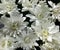 Stylized white chrysanthemums on dark background