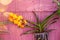 Stylized yellow orchid on a wall