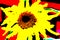 Stylized yellow sunflower on a red background. Abstraction.