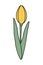 Stylized yellow tulip flower. Isolated design element for springtime greetings, posters or cards