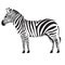 Stylized zebra, isolated object on white background, vector illustration