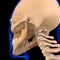 Stylohyoid Muscle Anatomy For Medical Concept 3D