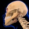 Stylohyoid Muscle Anatomy For Medical Concept 3D
