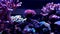 Stylophora sps coral in reef aquarium tank