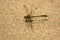 Stylurus oculatus dragonfly