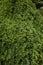 Styphnolobium japonicum pendula tree foliage close up