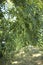 Styphnolobium japonicum tree close up