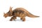 Styracosaurus dinosaur figure toy isolated on white