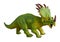 Styracosaurus dinosaur on  white background