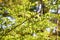 Styrax japonica Japanese snowbell bark and leaves