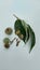 Styrax sumatrana benzoin leaves, whole fruits, splited fruit, cuted fruit and fruit nipples isolated on white background