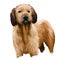 Styrian Coarse-haired Hound breed of medium-sized hound dog. Digital art illustration. Animal watercolor portrait closeup isolated