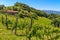 Styrian Tuscany Vineyard, Styria, Austria