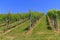 Styrian Tuscany Vineyard, Styria, Austria