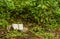 Styrofoam container and other debris on the ground