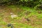 Styrofoam container and other debris on the ground