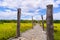 Su Tong Pae Bridge bamboo bridge is a path to walk into the forest and temple the way there are rice plants with a bright sky as a