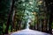 Suan Son Beach Road is lined with pine trees on both sides at Ban Phe, Rayong