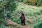 Sub-adult brown bear standing on hind feet grass path, Katmai National Park, Alaska, USA