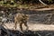 Sub-adult cub of Asiatic Lion