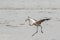 Sub-adult greater flaminto landing in Walvis Bay Lagoon, Namibia