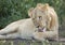 Sub adult, Male African Lion (Panthera leo) Tanzania