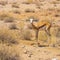 Sub Adult Springbok in Augrabies Falls National Park